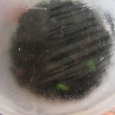 Strawberry seed germination