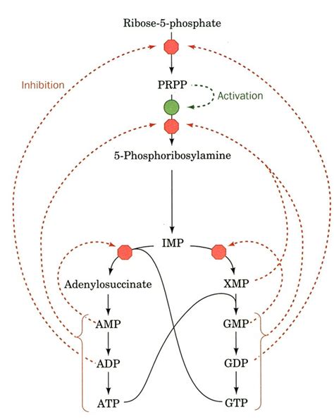 De Novo Nucleotide Synthesis - Biochemistry - Medbullets Step 1