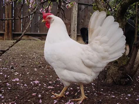 Leghorn pictures, video, information and chicks.