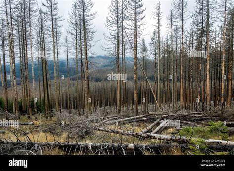 Bark beetle damage hi-res stock photography and images - Alamy