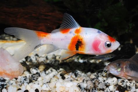 15 Best Comet Goldfish Tank Mates - FishLab - FishLab