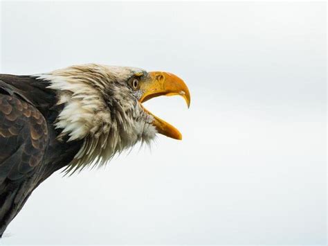 10 Birds that look like Bald Eagles (With Photos) - BirdieExpert