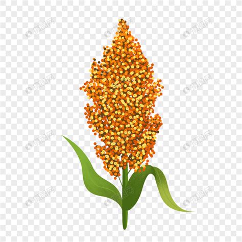 Crop Red Sorghum, Crop, Sorghum, Plant PNG Free Download And Clipart Image For Free Download ...