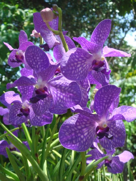 File:Purple orchids at Am Orchid Society, Delray Bch.JPG - Wikipedia