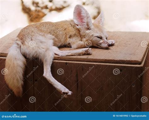 Cute Baby Fox Sleeping on a Wooden Box Stock Photo - Image of creature, eyes: 161401992