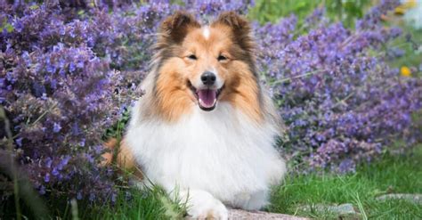 Rough Collie vs Smooth Collie: What’s the Difference? - IMP WORLD