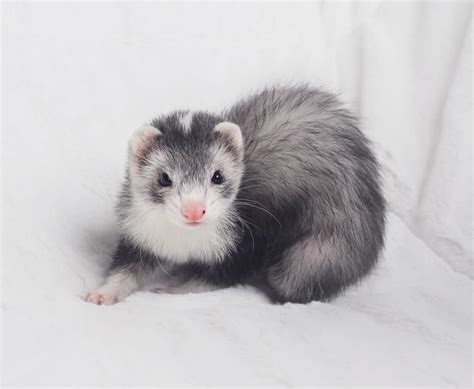 20 Ferret Colors and Patterns (With Pictures) - The Pet Savvy