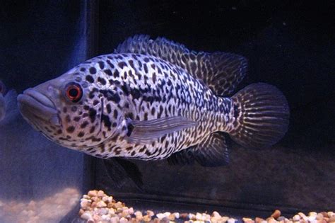 Jaguar Cichlid: Info with Care Details and Pictures