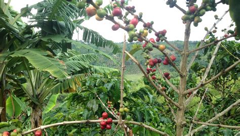 coffee farm tour - Bogotastic