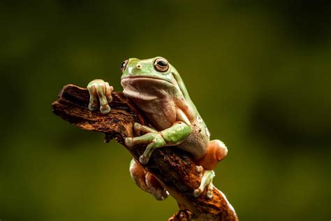 White's Tree Frog Habitat Setup Guide (Easy to Follow)