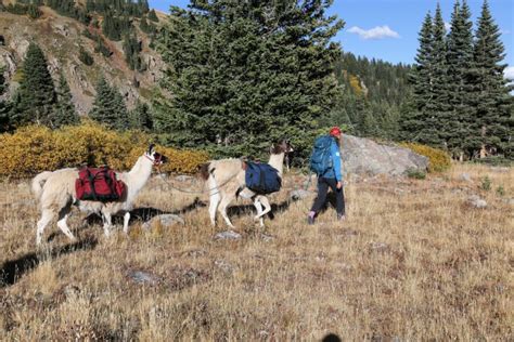 The Meditative Joys of Llama Trekking with Blue - Territory Supply