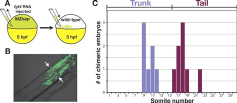 The regulation of mesodermal progenitor cell commitment to somitogenesis subdivides the ...