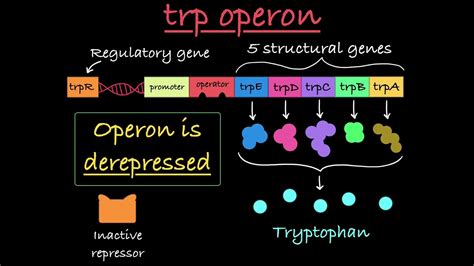 Lac Operon Animation