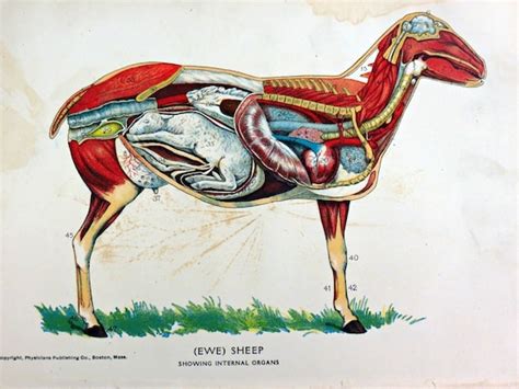 Ewe Sheep Anatomy Diagram Showing Internal by KentonCollectibles