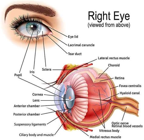 Eye Anatomy | Retina Specialists Orlando | Central Florida Retina