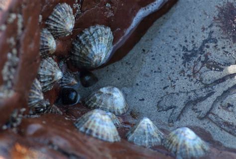 Common Limpet - Facts, Habitat, Diet, Conservation, & More - American Oceans