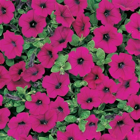 Canada - Top 10 Wave® Petunia Colors for 2021