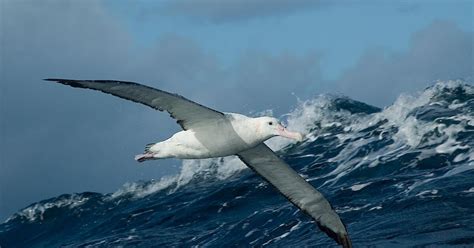 Wandering albatross – Australian Antarctic Program