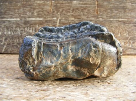 #15 FOSSILS Giant STEGODON Mammal TEETH no dinosaur For Sale | Antiques.com | Classifieds