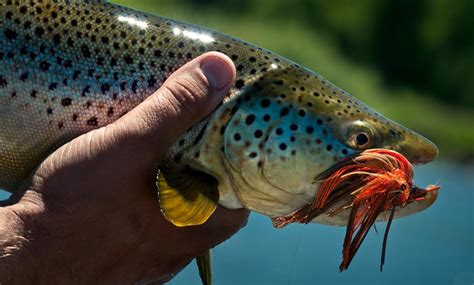 10 Trout Fly Fishing Basics That We All Forget Sometimes