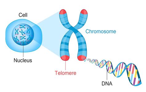 Cells become zombies when the ends of their chromosomes are damaged – a ...