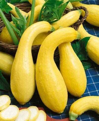 Crookneck squash - Alchetron, The Free Social Encyclopedia