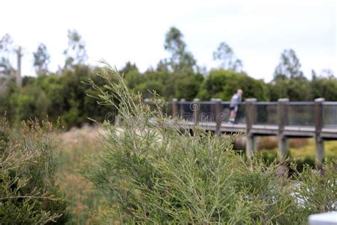 Wetlands Melbourne, Victoria, Australia Showing Trees, Gardens, Lake Stock Image - Image of ...