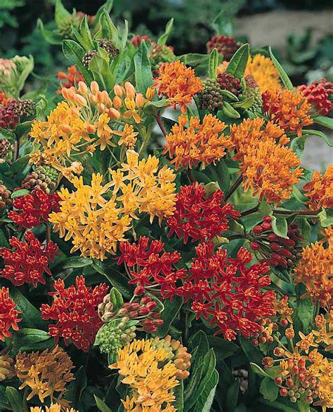 Butterfly Weed Seeds - Asclepias Perennial Flower Seeds