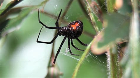 Black widow spider in web - Stock Video Clip - K003/6696 - Science Photo Library