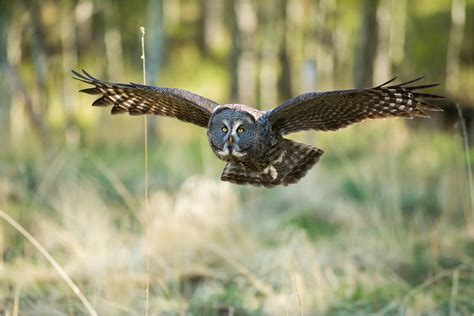 Great Gray Owl Flying