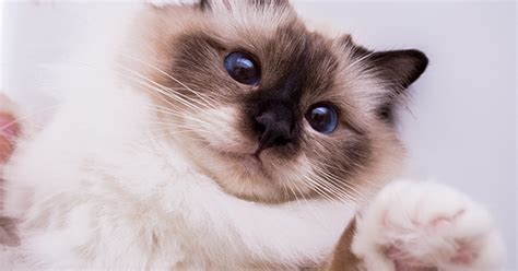 10 Fluffy Cat Breeds - PureWow