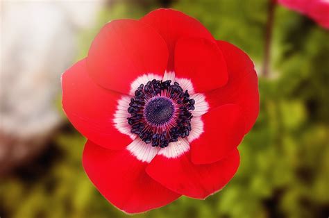 Free photo: Poppy, Red, Red Poppy, Flower - Free Image on Pixabay - 902841