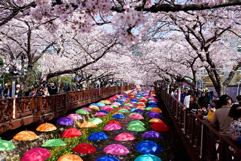 The Most Beautiful Places to See Cherry Blossoms in South Korea