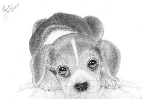 How To Draw A Puppy Sketch at Drawing Tutorials