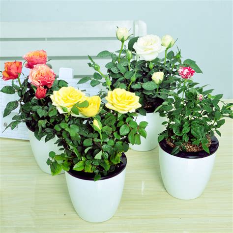 Growing Miniature Roses in Containers