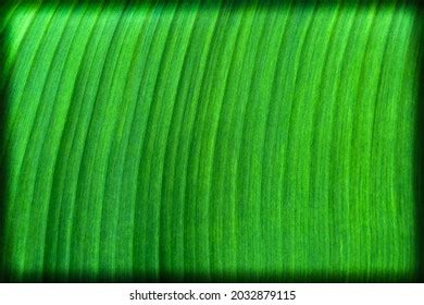 849 Inside Banana Texture Images, Stock Photos & Vectors | Shutterstock