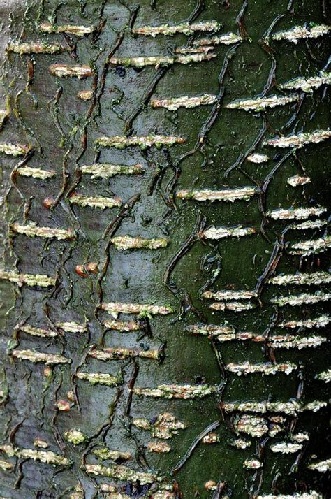 Common Alder Bark Photograph by Colin Varndell