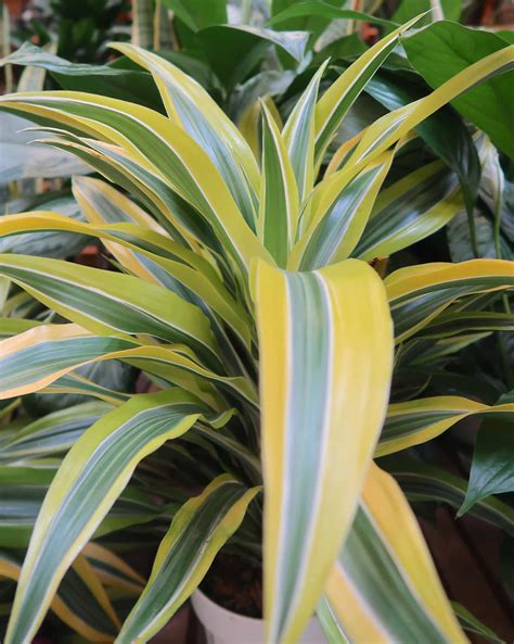 dracaena - Sloat Garden Center