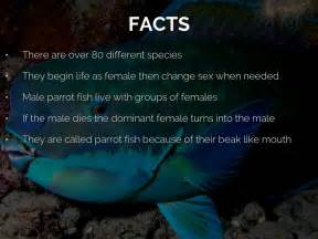 Blue Parrotfish Facts - Unique Fish Photo