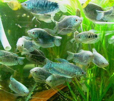 Opaline Gourami - TRiN's Tropical Fish