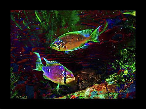 Glow Fish Digital Art by Bob Welch | Fine Art America