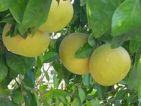 Grapefruit Tree Pictures, Information on Grapefruit Trees