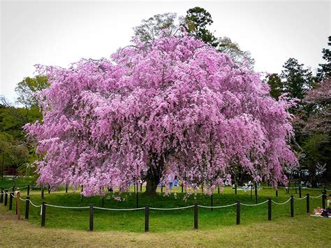 Pink Weeping Cherry For Sale Online | The Tree Center