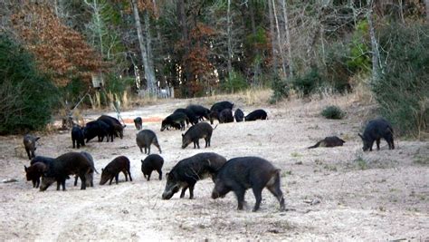 Langley Ranch THE BEST WILD HOG HUNTING IN TEXAS wwwTexasWildHogHunting.com Texas Wild Hog ...