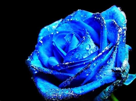 Blue Rose ~ Maybe Navy Blue