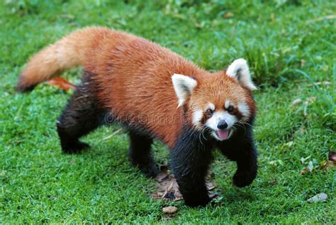 Cute red panda stock photo. Image of mammals, animals - 20327050