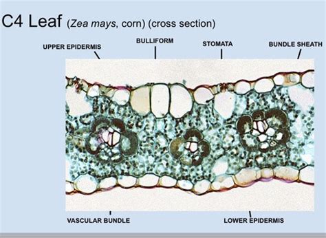 C4 Plant slide Flashcards | Quizlet