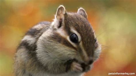 What Food is Poisonous to Chipmunks