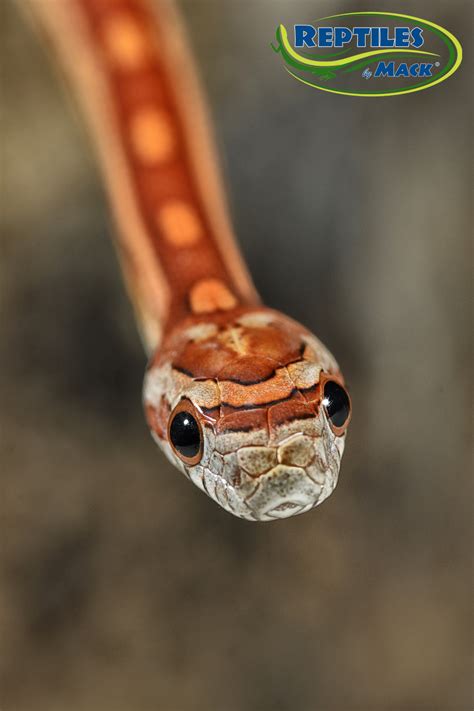 Corn Snake Care Sheet – Reptiles by Mack