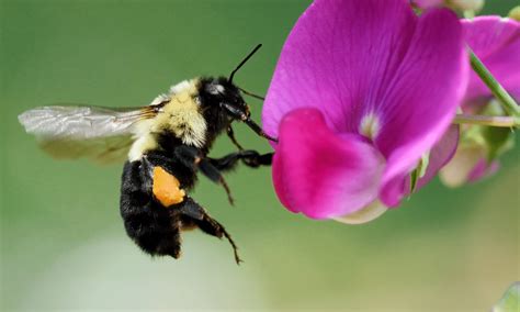 Do Bumble Bees Sting? (Warning!) | Wildlife Welcome